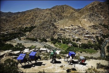 Donkeys loaded with election supplies head to a rural polling station in Sighawar in Afghanistan's mountainous Panjshir Province, located about 113 km (70 miles) north of Kabul,Wdnesday, Aug. 19, 2009. Afghans will head to the polls on Aug. 20 to elect the new president for the second time in the country's history. (AP Photo/Dima Gavrysh)